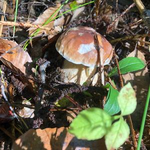 King Bolete