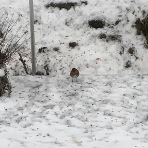 European Robin