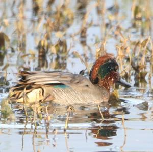 Common Teal