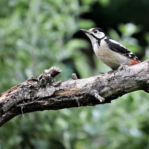 Great Spotted Woodpecker