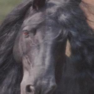 Unknown Breed