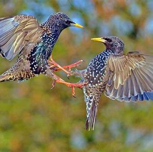 Common Starling