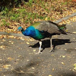 Indian Peafowl