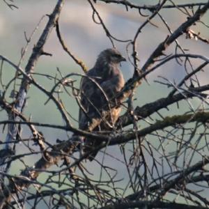 Common Buzzard