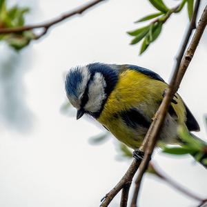 Blue Tit