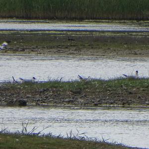 Black-headed Gull