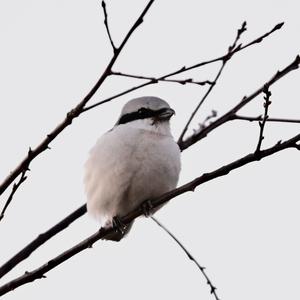 Great Grey Shrike