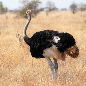 Ostrich