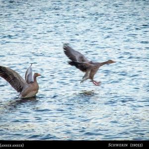 Greylag Goose