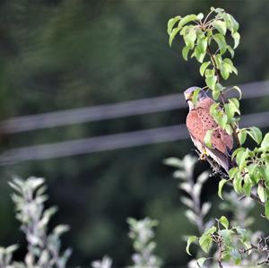 Common Kestrel