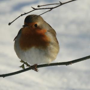 European Robin