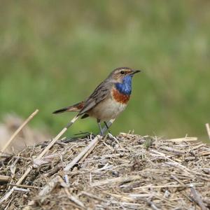 Blaukehlchen