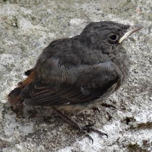 Black Redstart