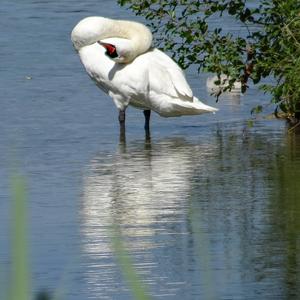 Mute Swan