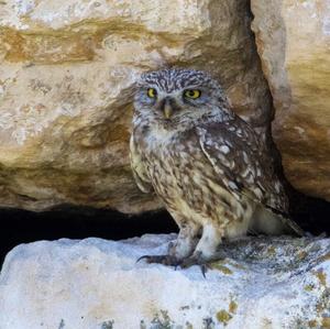 Little Owl