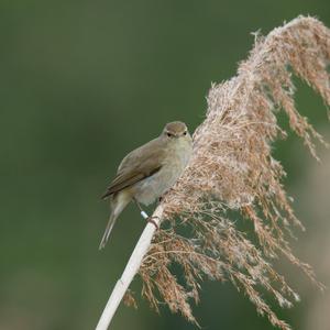 Eurasian Reed-warbler