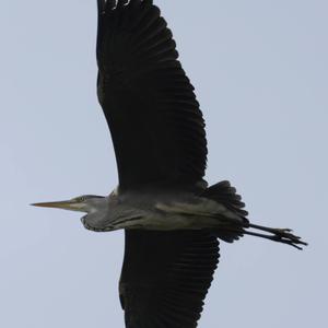 Grey Heron