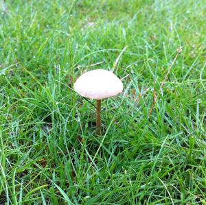 Fairy Ring Mushroom