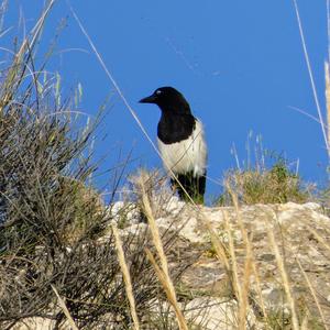 Black-billed Magpie