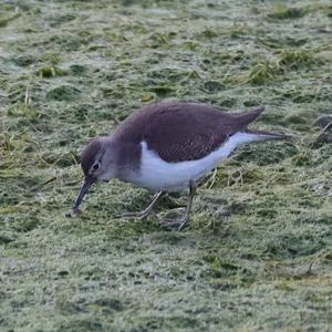 Common Sandpiper