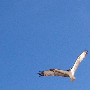 Osprey