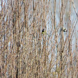 Great Tit