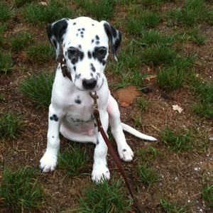 Dalmatian