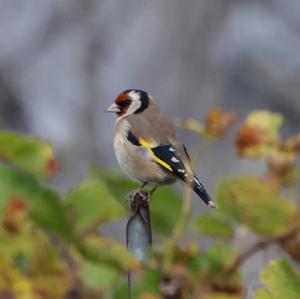 European Goldfinch