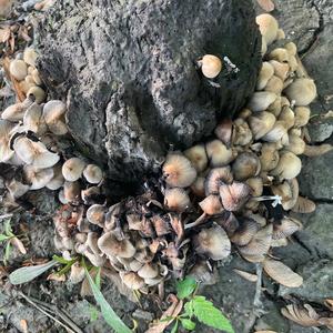 Clustered Psathyrella