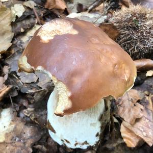 King Bolete