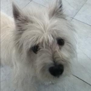 West Highland White Terrier