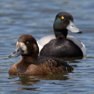 Greater Scaup