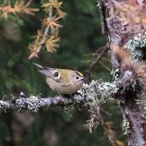 Wintergoldhähnchen