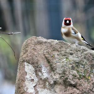 European Goldfinch