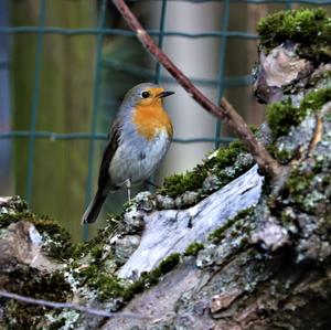 European Robin