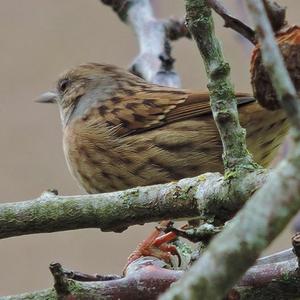 Hedge Accentor