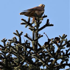 Common Kestrel