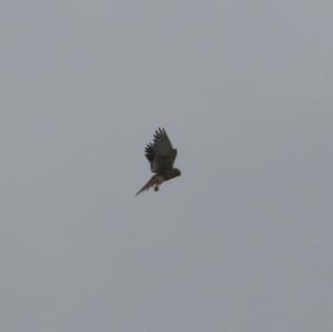 Common Kestrel