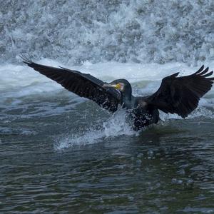 Great Cormorant