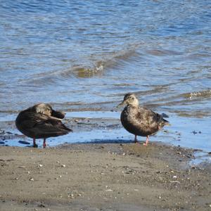 American Black Duck