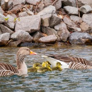 Greylag Goose