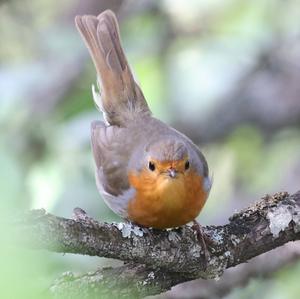 European Robin