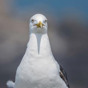 Herring Gull