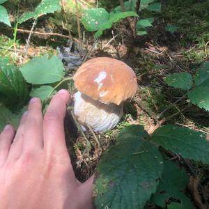 King Bolete