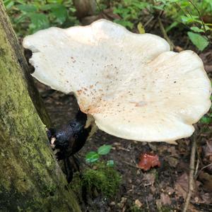 Black-footed Polypore