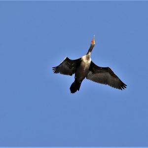 Great Cormorant