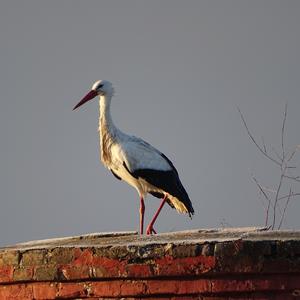 White Stork