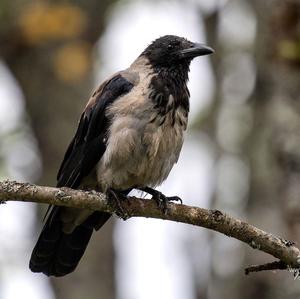 Hooded Crow