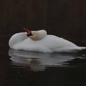 Mute Swan