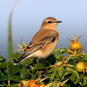 Northern Wheatear